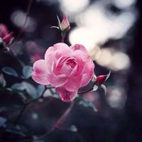 健身房观后感500字汇编