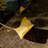 豆豆的读后感100字精练