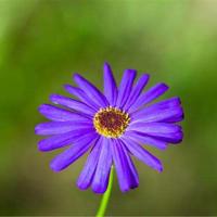 毛毛虫读后感500字选录