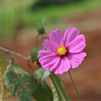 风雨读后感六百字精选