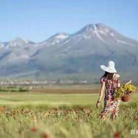 陈创野菊花读后感选录