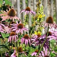 红色剧目的观后感精练