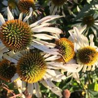 《忆父亲》读后感精练