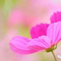 江口涣鹤文章读后感标题选录