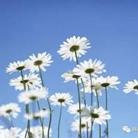 幼儿舞蹈海草舞观后感精选