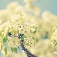 张鸣最美的姿态读后感合计