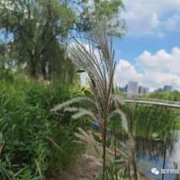 芝麻开门的读后感400字合集