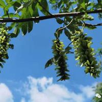 驯鹿读后感300字整理