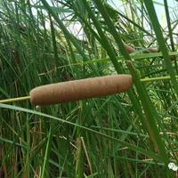 秦腔戏曲的观后感合集