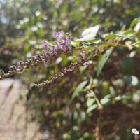 夏天的魅力读后感100字合集