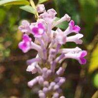 黄梅戏女驸马观后感细选