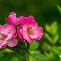 喜羊羊与灰太狼的读后感汇集