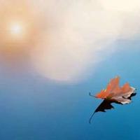 鸢尾草200字读后感精选