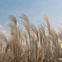 英雄小八路观后感简单细选