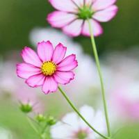 4年级读后感350字合集