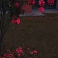 小兔彼得读后感50汇编