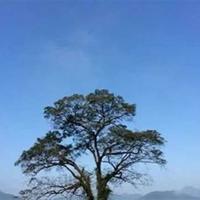 读三国演义的读后感一千字精选