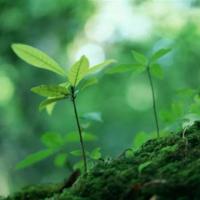 母豺读后感600字火烧云合计