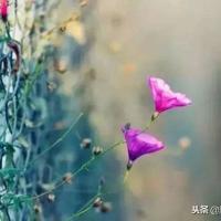 英语读后感红楼梦汇总