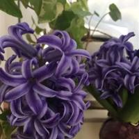 老哥哥张克家读后感细选