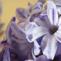 野果记榆钱读后感集合