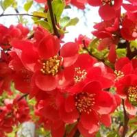 黄金般的笋壳阅读后感集合