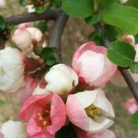 沙漠有绿洲吗读后感摘录