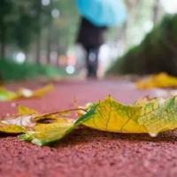 奇妙的平安夜的读后感汇聚