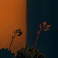 雨中的约定读后感汇编