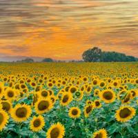 80字以内读后感汇聚