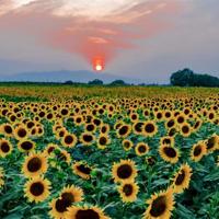 关在屋子里的树精读后感精选