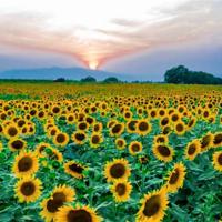 追寻名人足迹读后感选录