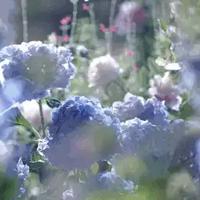 读后感400字狼与人整理