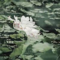 红楼梦英语读后感120词锦集