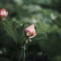 《天朝的崩溃》读后感合集