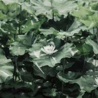 晚清大变局读后感汇总