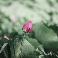 沈从文边城读后感800字收集