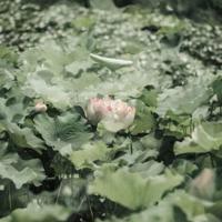 果蔬栽培技术读后感汇总