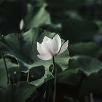 鸟奴的读后感800字整理