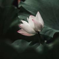 小兵张戛读后感600字细选