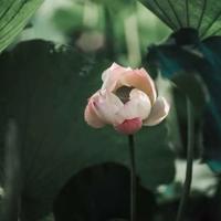 大唐李白的读后感集合