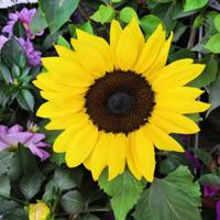 《小美人鱼》读后感聚集