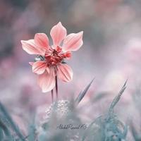 月亮飞碟的读后感聚集