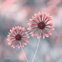 狗和我的十个约定读后感聚集