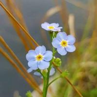 有趣的刺猬读后感50字汇总