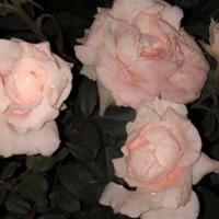 课堂上的口哨短文读后感精选