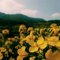 夏令营读后感500字精练