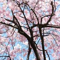 荷兰寻宝记读后感200字汇集