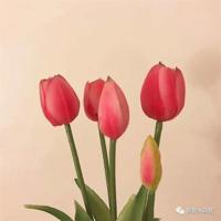 小鸭迷路了的读后感收集