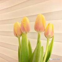 读后感那片绿绿的爬山虎集锦